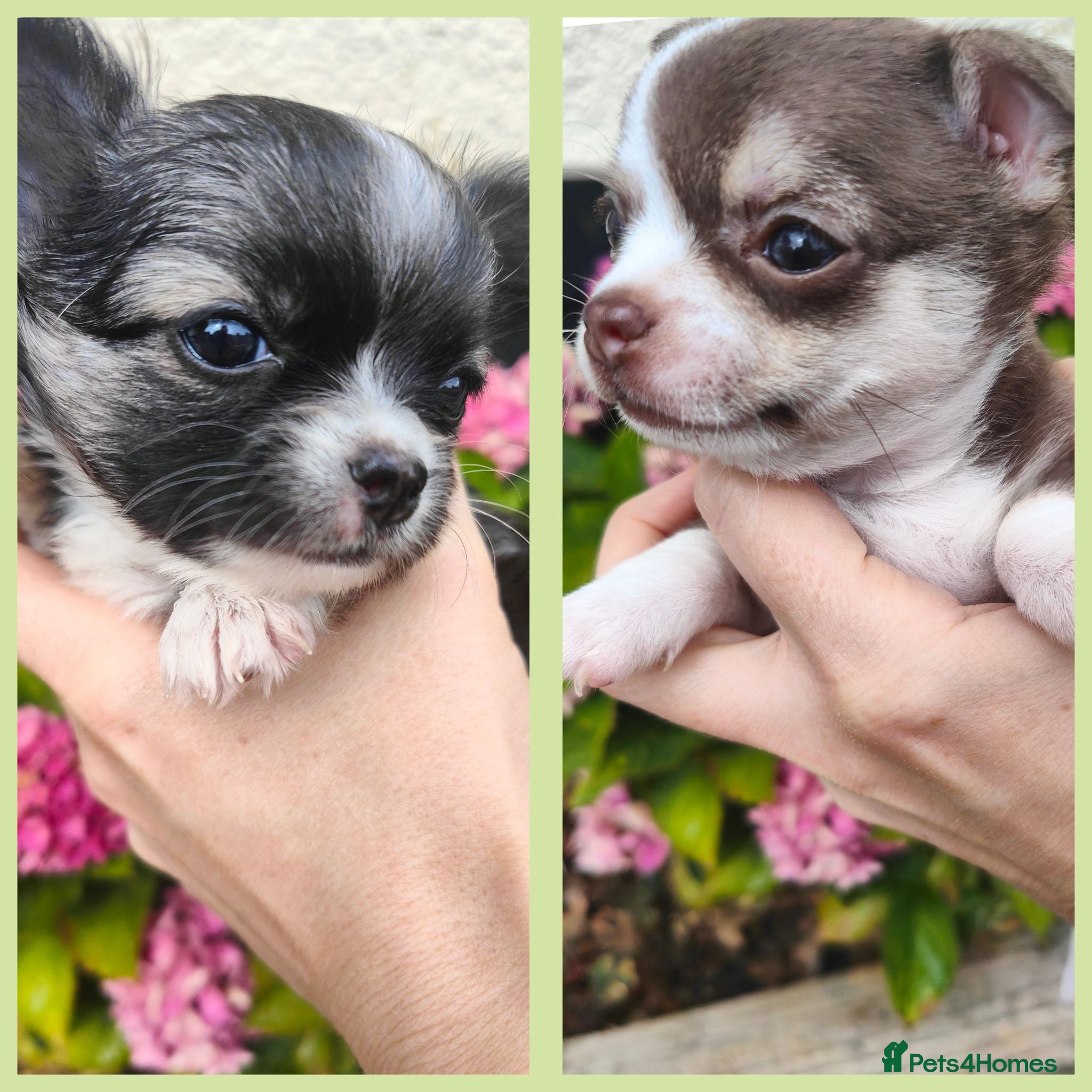 Chihuahua dogs 🌻Cute purebred chihuahua puppies🌻 - Advert 5