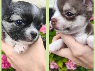 Chihuahua dogs 🌻Cute purebred chihuahua puppies🌻 - Advert 5