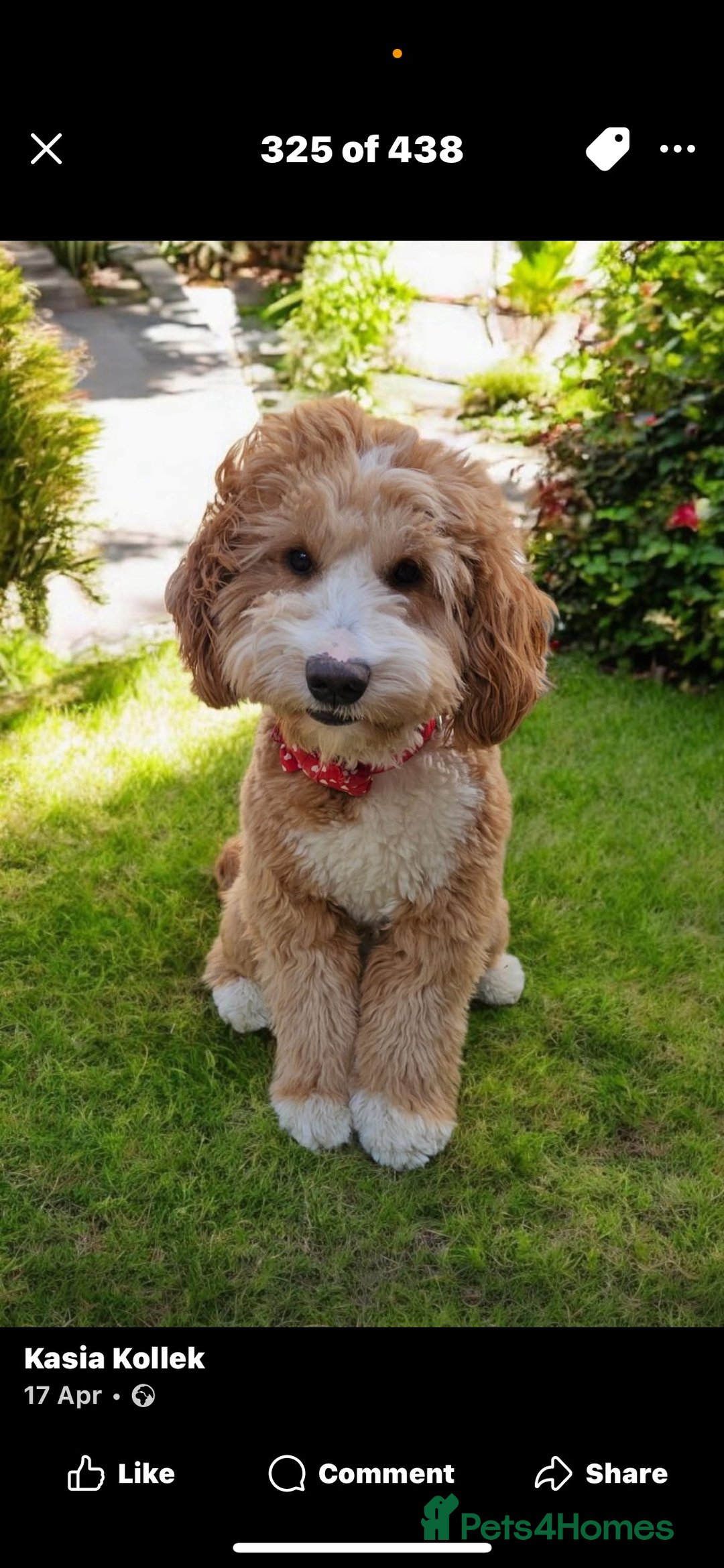 Australian Labradoodle dogs for sale: Beautiful Labradoodle puppies  - Advert 9