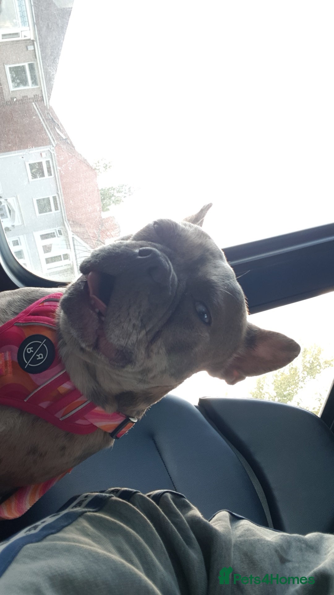 French Bulldog dogs for sale: Dottie french Bulldog - Image 2