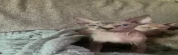 Sphynx cats for sale: Beautiful sphynx kittens looking for loving home🧿 - Advert 4