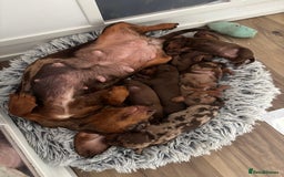 Miniature Dachshund dogs for sale: Beautiful miniature dachshunds  - Image 19