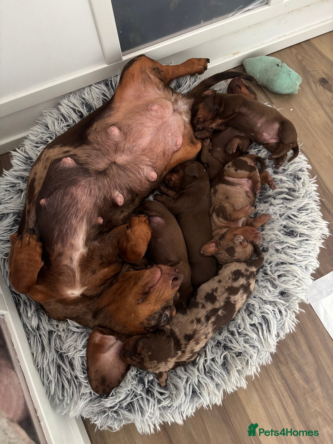 Miniature Dachshund dogs for sale: Beautiful miniature dachshunds  - Image 19