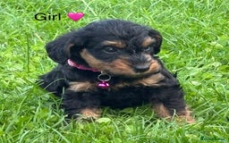 Mixed Breed dogs for sale: F1 MINI SCHNOODLE PUPPIES  - Image 19