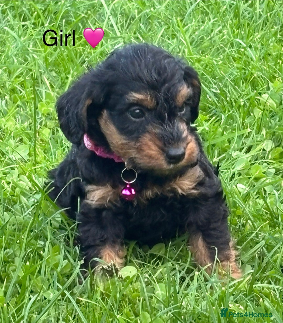 Mixed Breed dogs for sale: F1 MINI SCHNOODLE PUPPIES  - Image 19