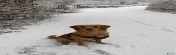 Golden Retriever dogs for sale:  beautiful litter of Golden Retriever pups  - Advert 5