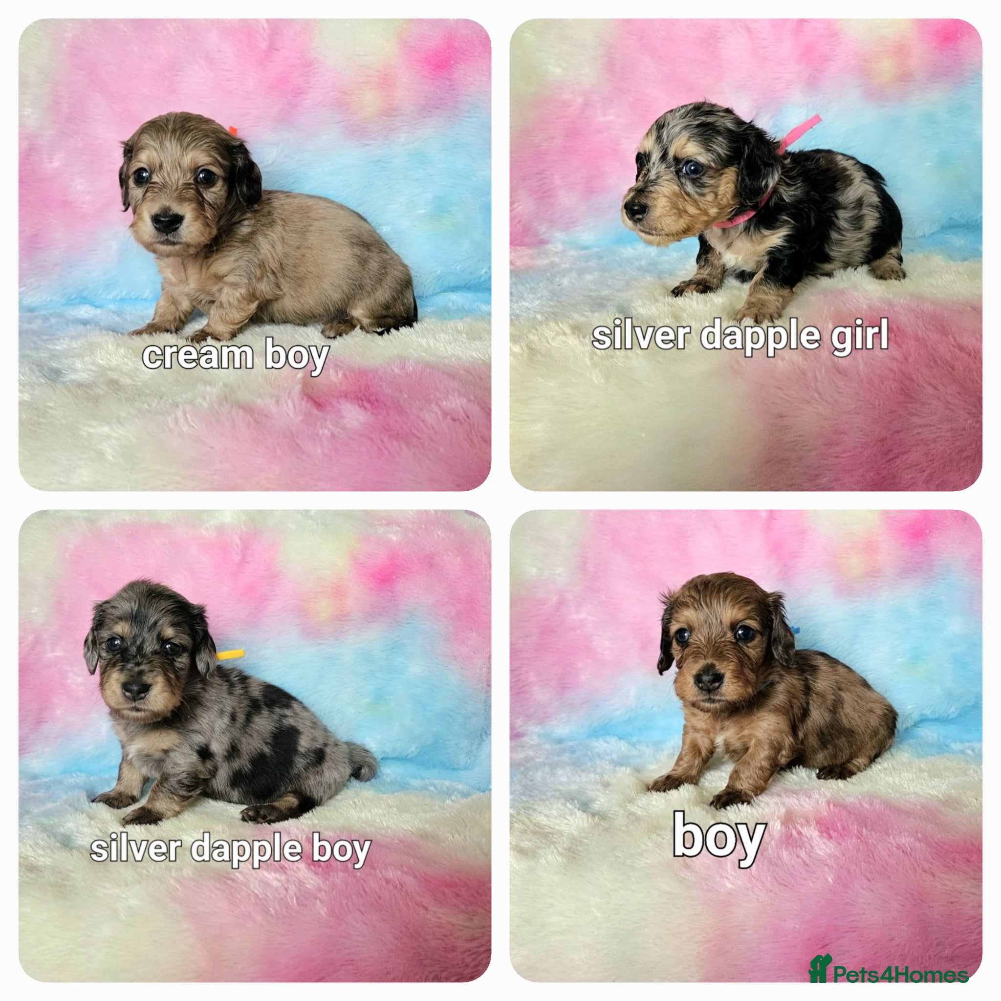 Miniature Dachshund dogs Long haired mini dachshunds  - Advert 1