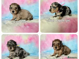 Miniature Dachshund dogs Long haired mini dachshunds - Advert 1