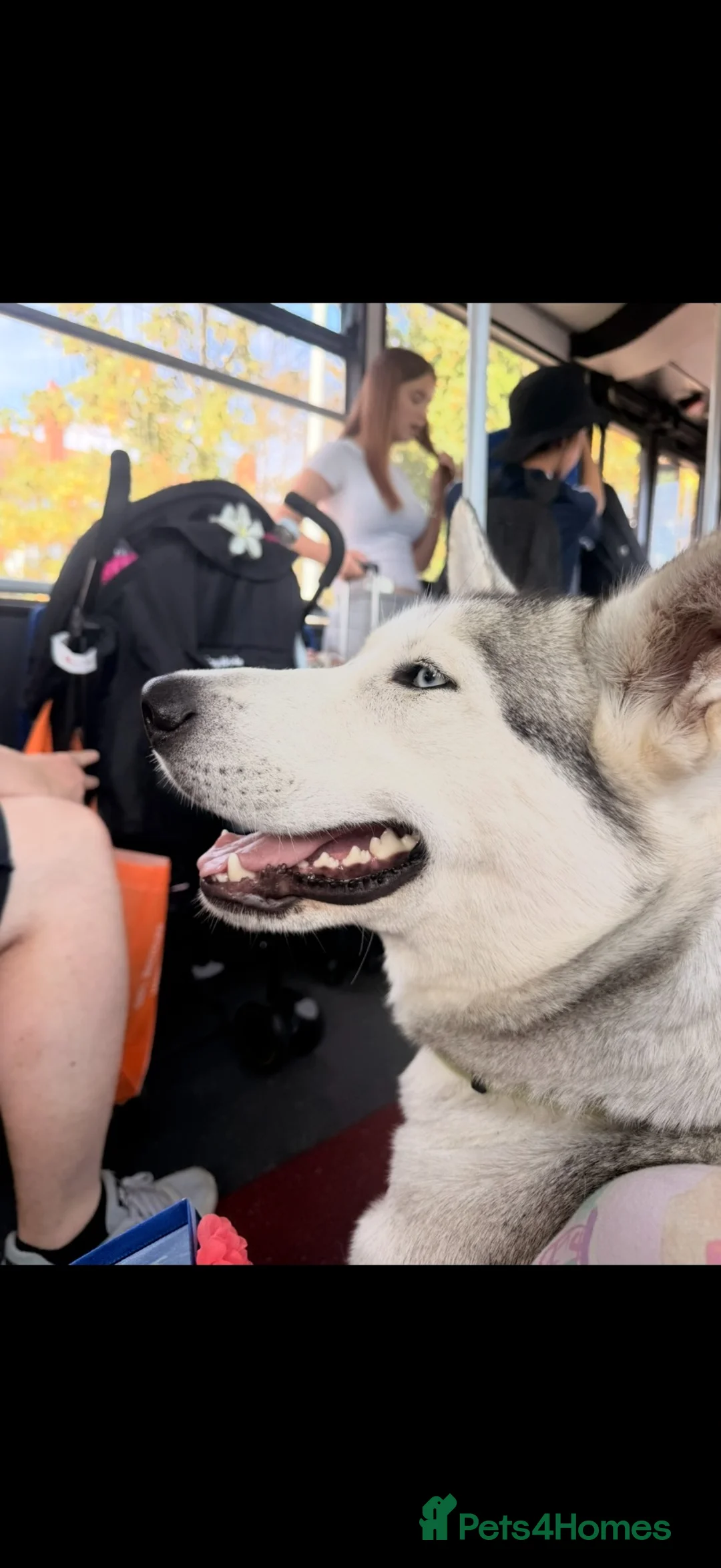 Utonagan dogs for sale: 🐾 Beautiful 2-Year-Old Husky A Wonderful Girl - Advert 2