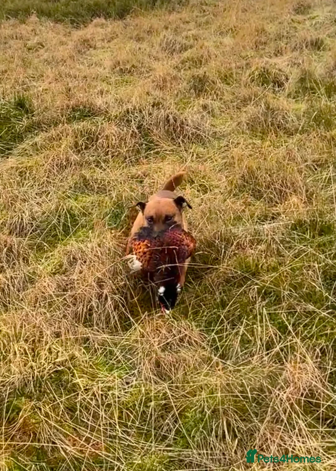 Patterdale Terrier dogs for stud: Super All Round Working Fell Terrier  in Hawes - Advert 16