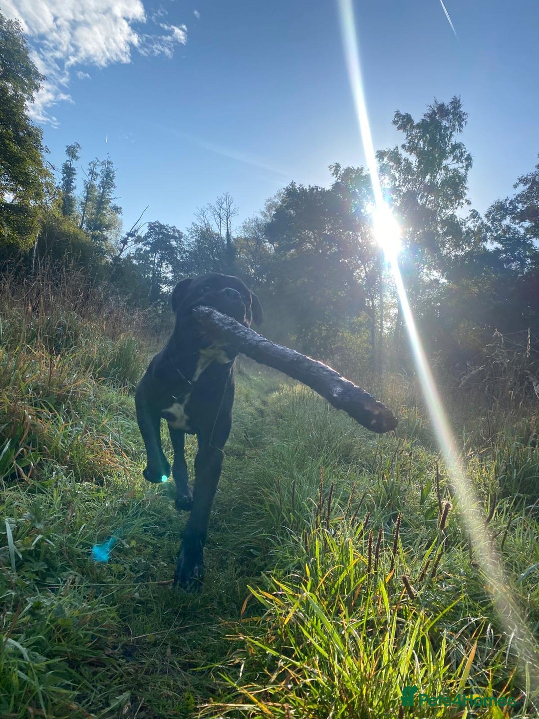 Cane Corso dogs for sale: Klaus the cane corso - Image 7