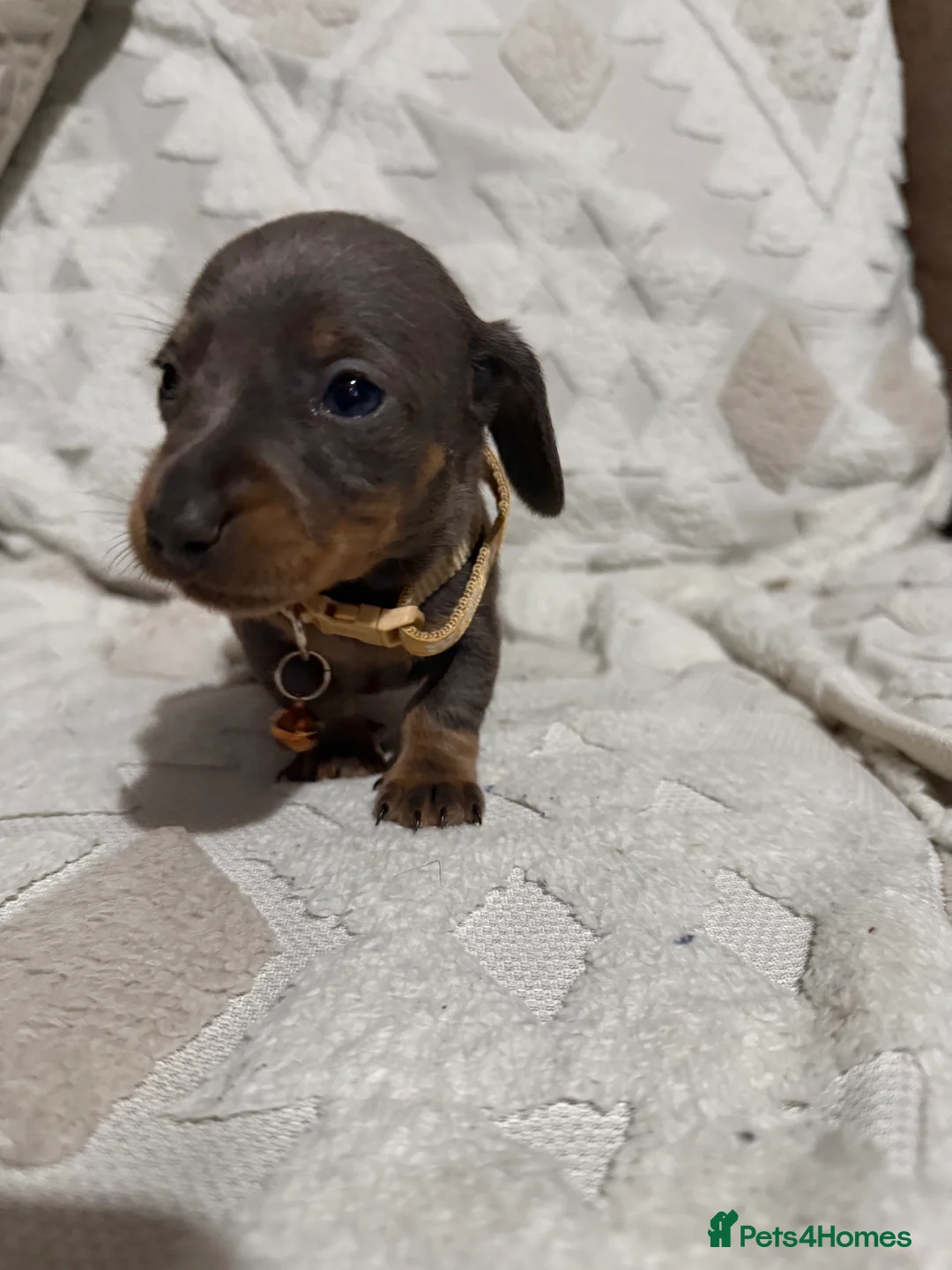 Dachshund dogs for sale: Beautiful dachshund puppies  - Advert 11