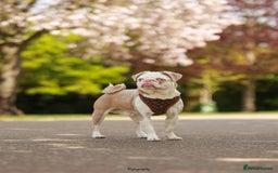 Pug dogs for sale: Beautiful exotic KC registered Pug puppies - Image 14