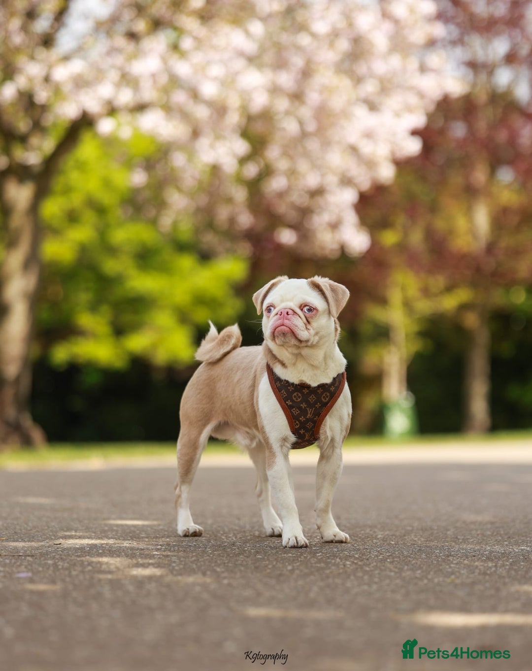 Pug dogs for sale: Beautiful exotic KC registered Pug puppies - Image 14