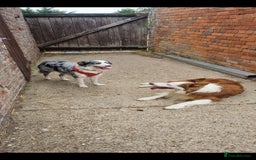 Border Collie dogs for sale: Border collie puppies with KC registered parents - Image 6