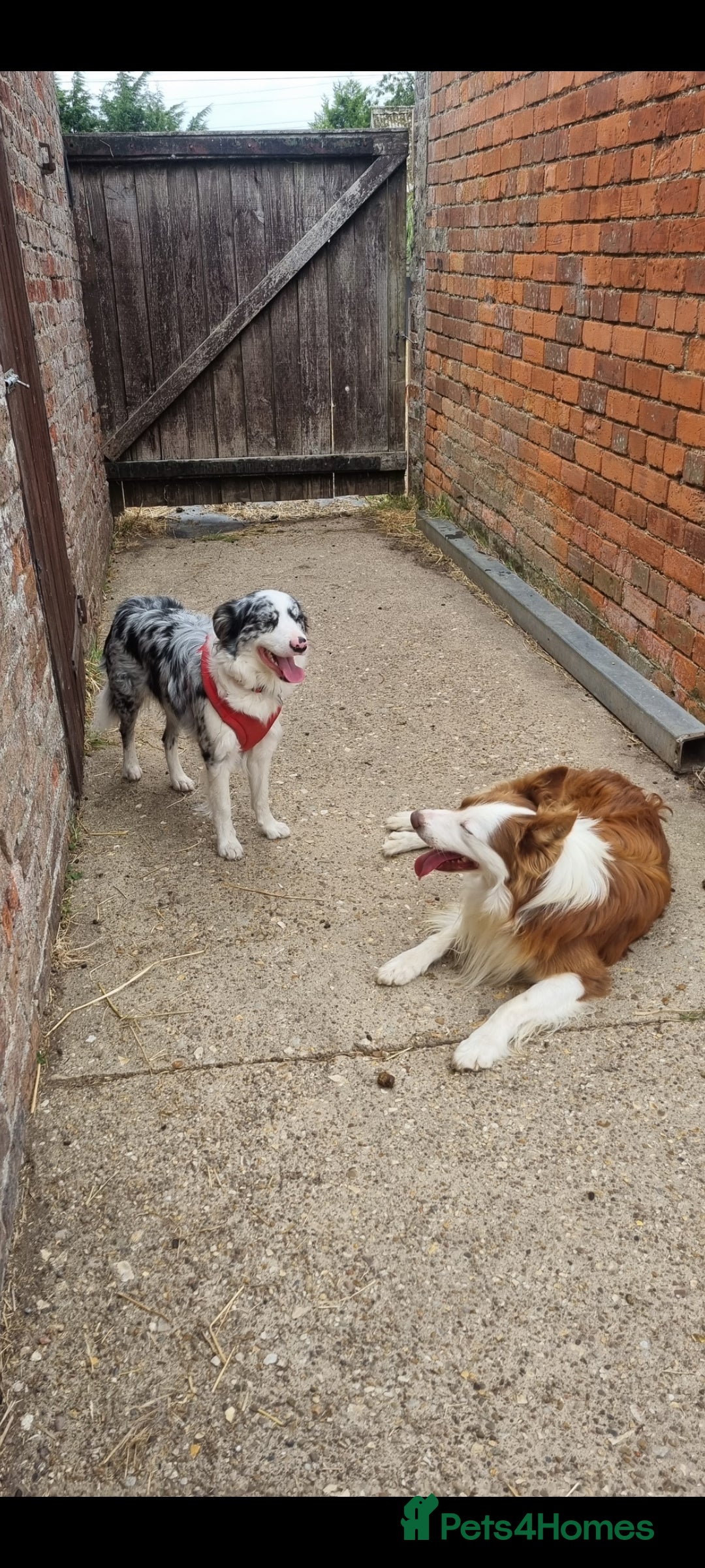 Border Collie dogs for sale: Border collie puppies with KC registered parents - Image 6