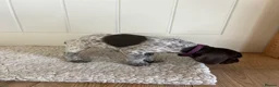 German Shorthaired Pointer dogs for sale: German shorthaired pointer ready to go  - Advert 18