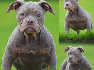 Olde English Bulldogge dogs 23 years Professionals 5⭐️Rated Licensed. - Advert 18