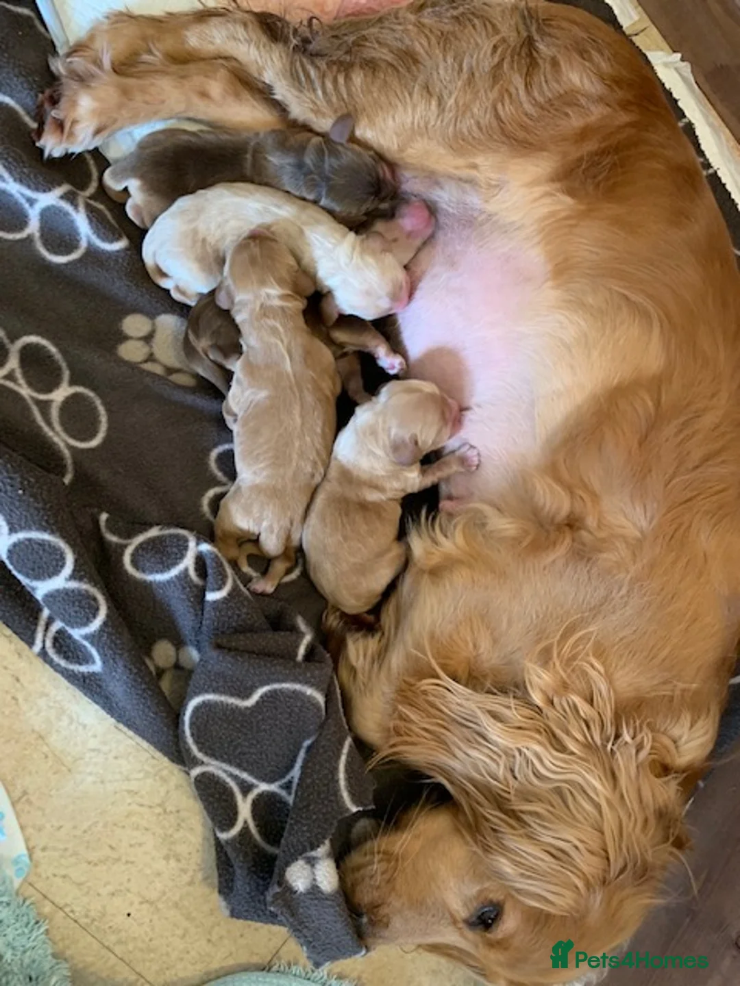 Cocker Spaniel dogs for stud: Stunning, Sable Show Cocker Stud, Health Tested. in Market Drayton - Advert 27