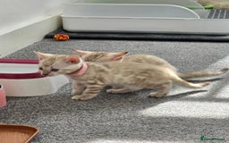 Bengal cats for sale: SNOW BENGAL BLUE EYES TICA PET/ACTIVE - Image 23