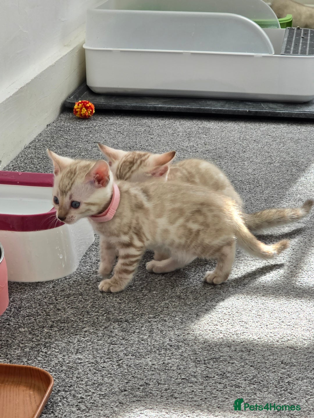 Bengal cats for sale: SNOW BENGAL BLUE EYES TICA PET/ACTIVE - Image 23