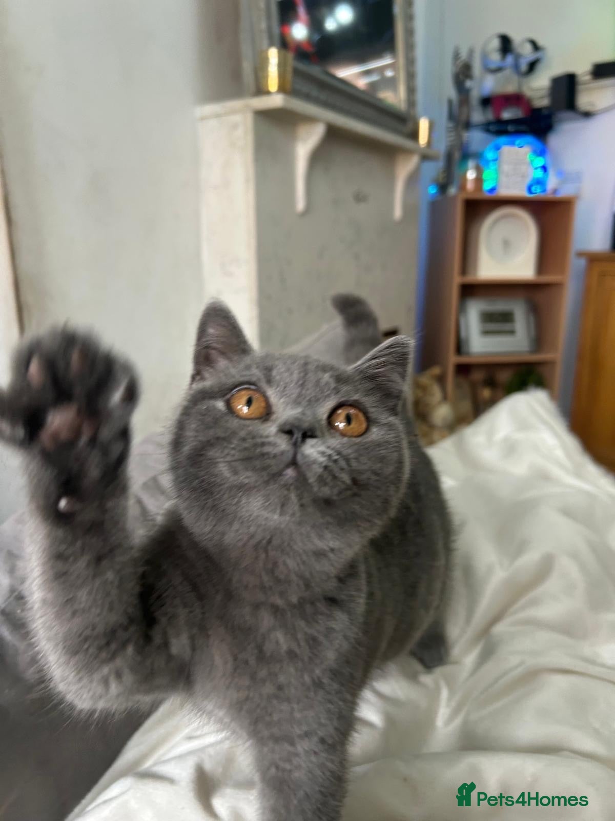British Shorthair cats 🏆CHAMPION BLOODLINE 🏆 British shorthair  - Advert 2
