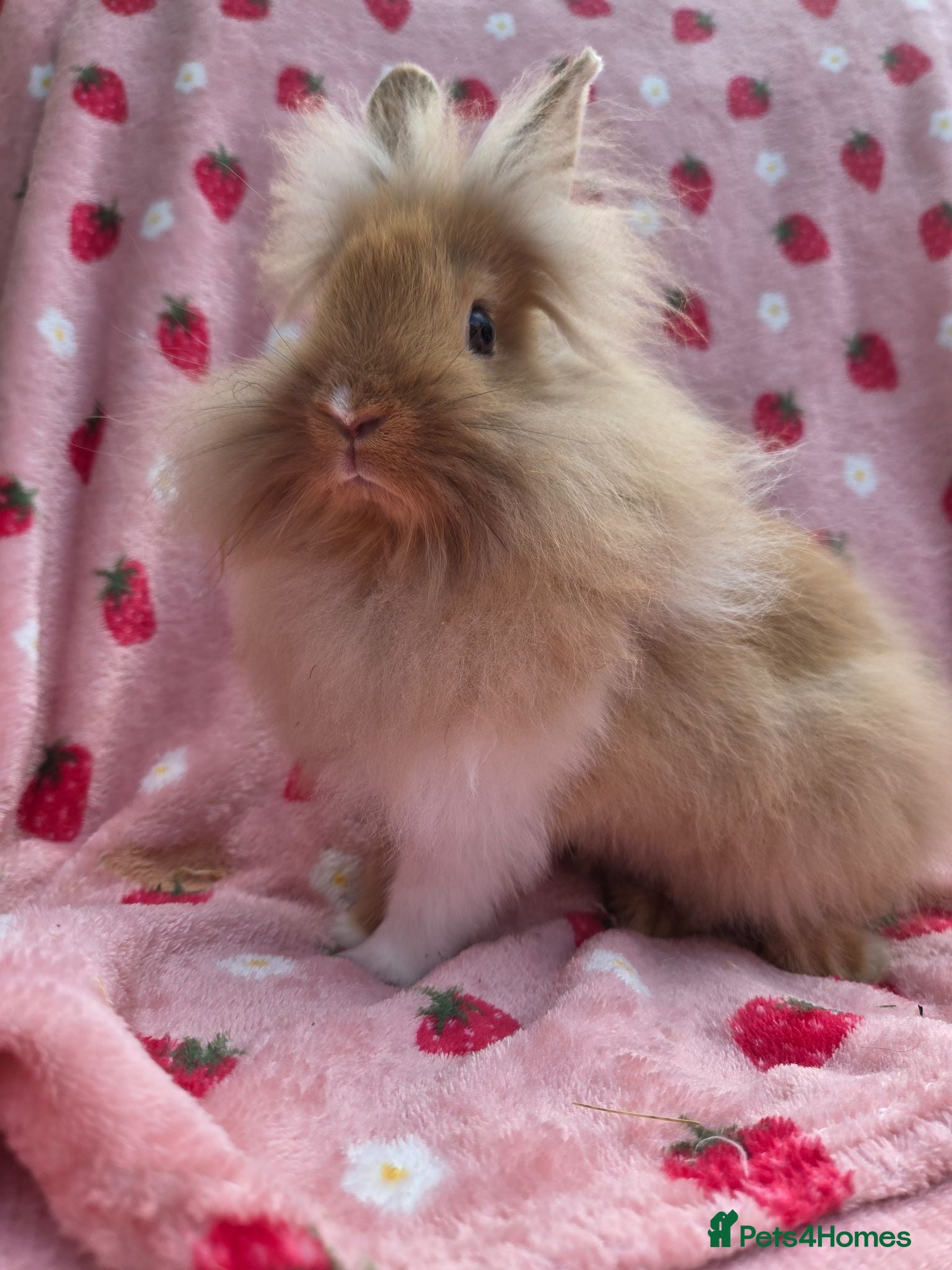 Lionhead rabbits Very very tame lion head  boy 11 weeks - Advert 1
