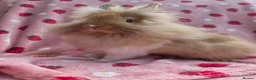 Lionhead rabbits for sale: Very very tame lion head  boy 11 weeks - Advert 1