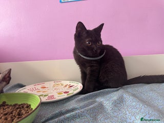 British Shorthair cats British shorthair girl - Advert 3