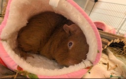 Guinea Pig rodents for sale: 2 female guinea pigs needing new home, - Image 3