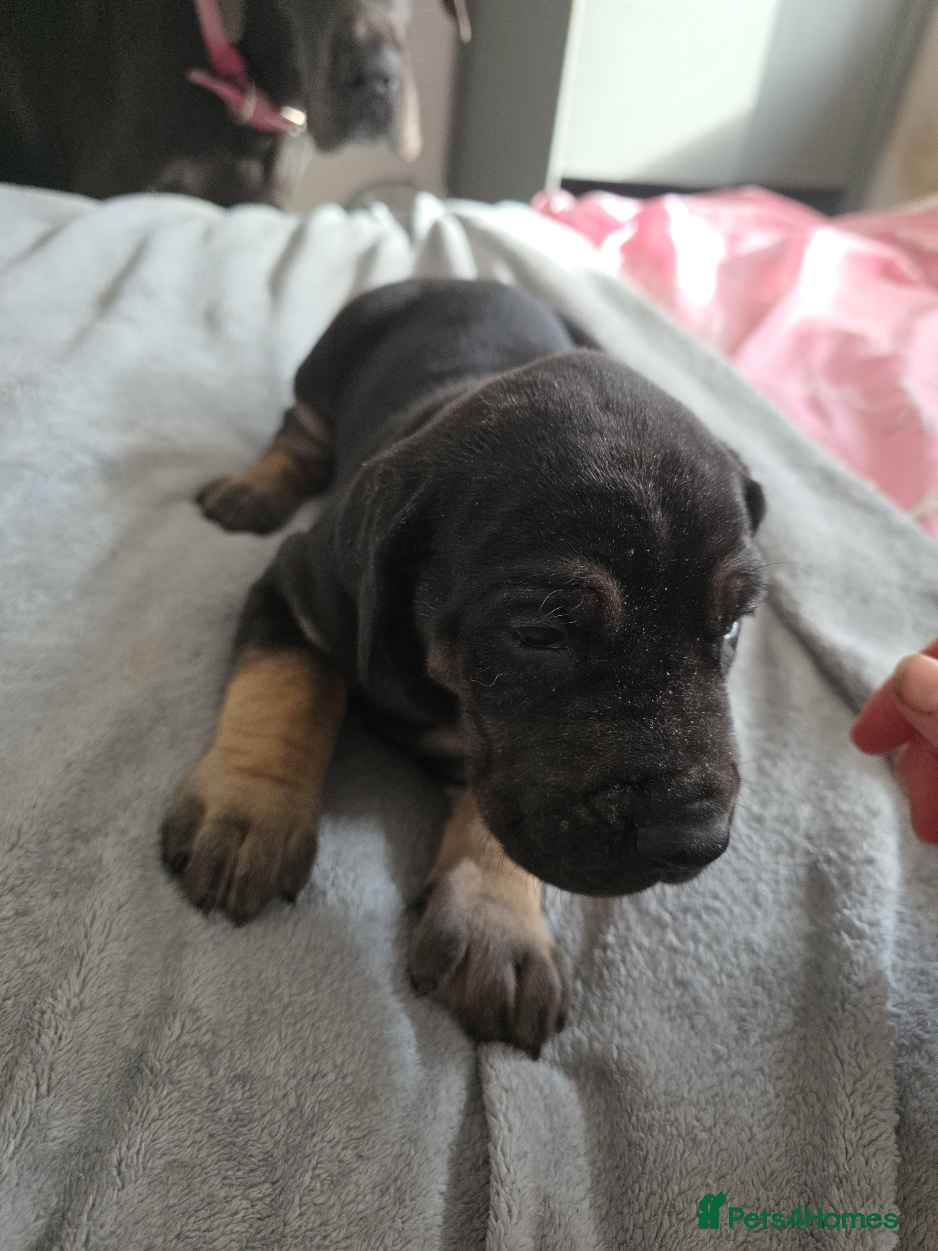 Great Dane dogs Great dane pups  - Advert 2