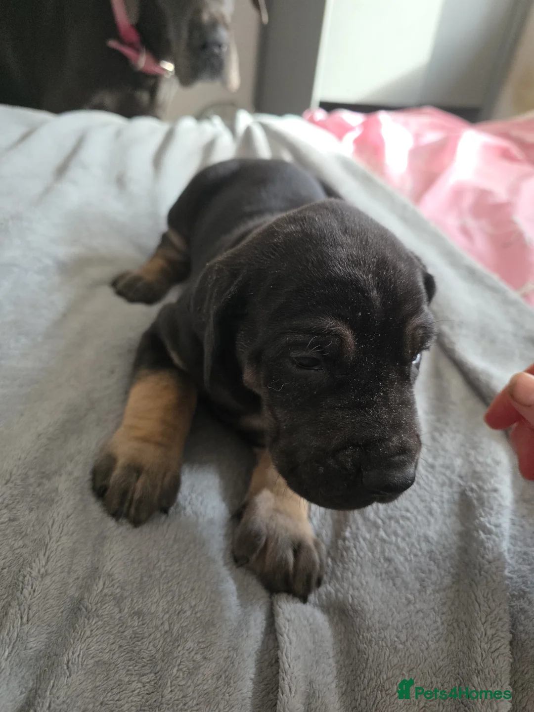 Great Dane dogs for sale: Great dane pups  - Advert 2