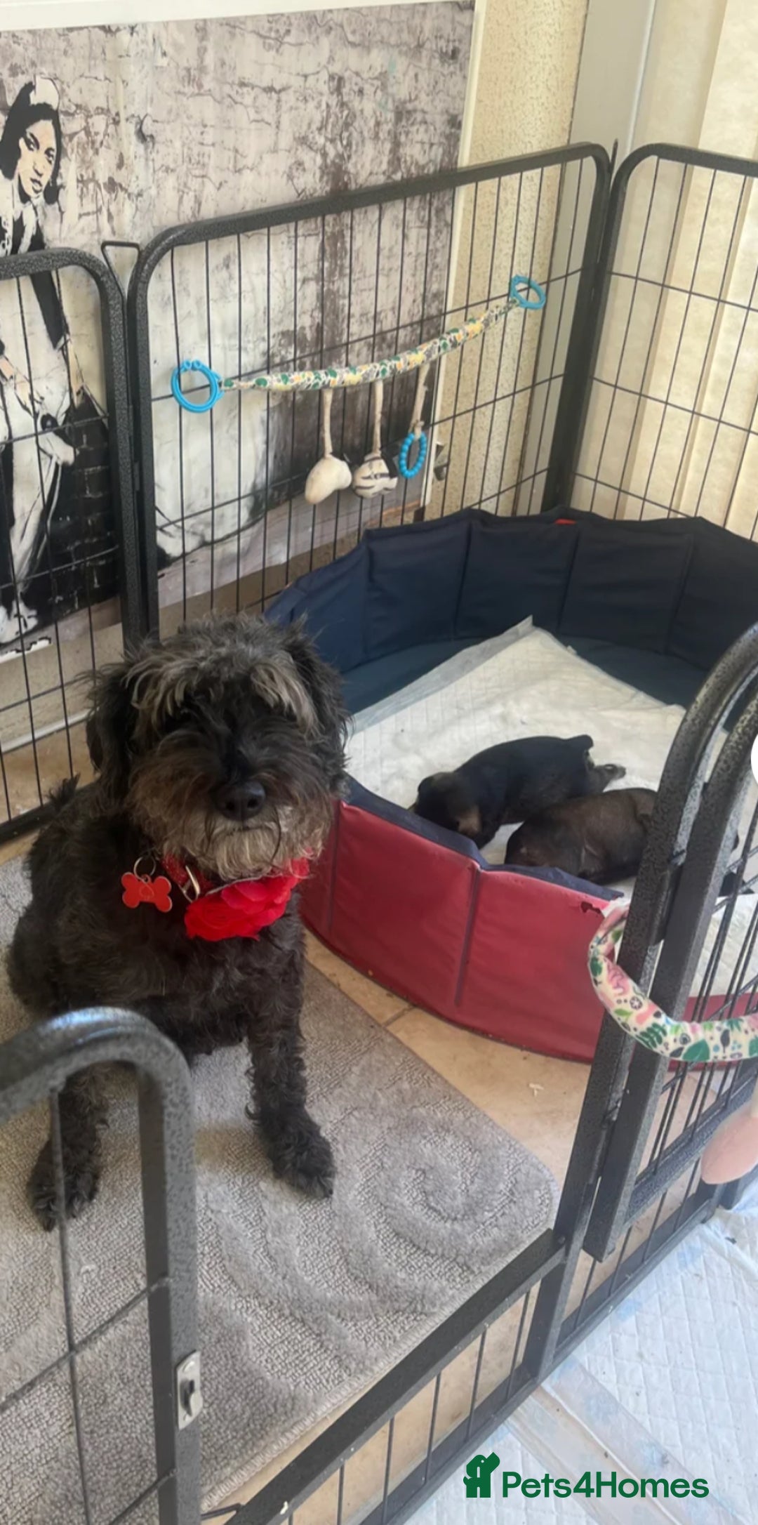 Schnoodle dogs for sale: 🐾🐶Schnoodles/Schnauzers🐶🐾 - Image 5