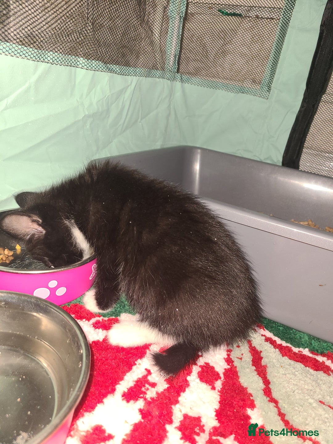 Mixed Breed cats for sale: Kittens  - Advert 4