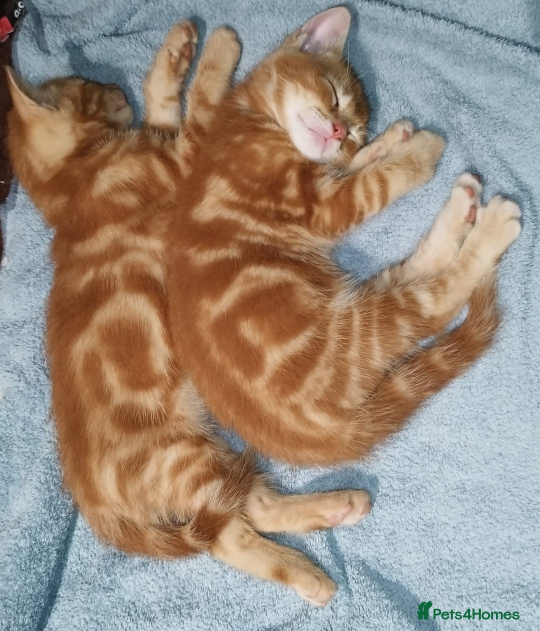 Mixed Breed cats for sale: Amazing, beautiful kittens 3 boys, 2 girls - Image 32