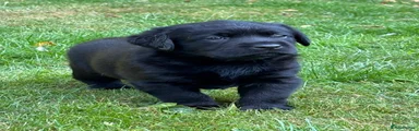 Labrador Retriever 3