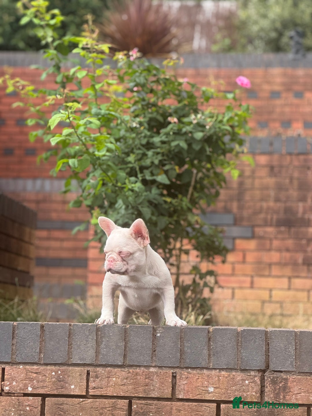 French Bulldog dogs for sale: PRICE REDUCED!! PINK HUSKY FRENCH BULLDOGS - Image 14