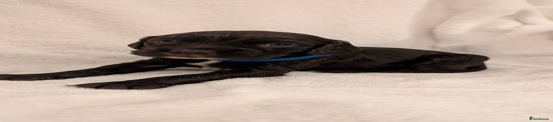 Cocker Spaniel (Blue)