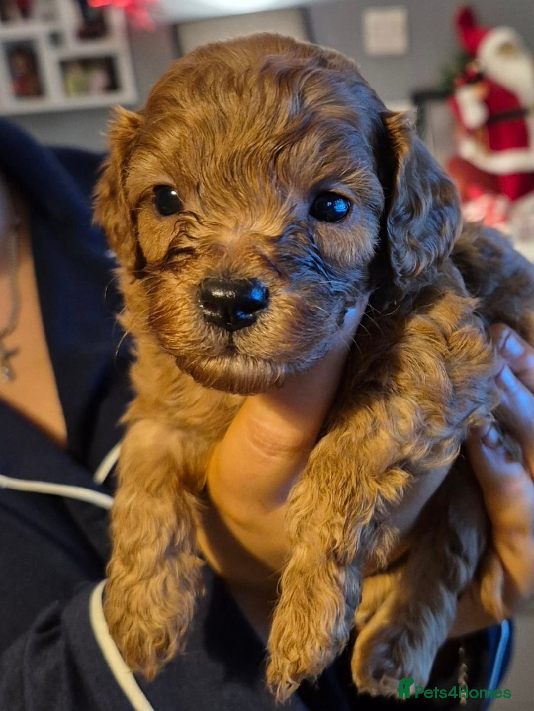 Cavapoo dogs for sale: TINY TOY CAVAPOO HEALTH TESTED  - Advert 2