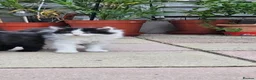 Domestic Shorthair cats for sale: Kittens  - Advert 17