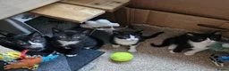 Mixed Breed cats for sale: Kittens black and white - Advert 4