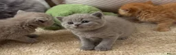 British Shorthair cats for sale: 🧡✅BSH red and lilac 💜Tica reg  - Advert 12