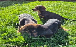 Mixed Breed dogs for sale: Wire Haired Daschund x Rottweiler  - Image 7