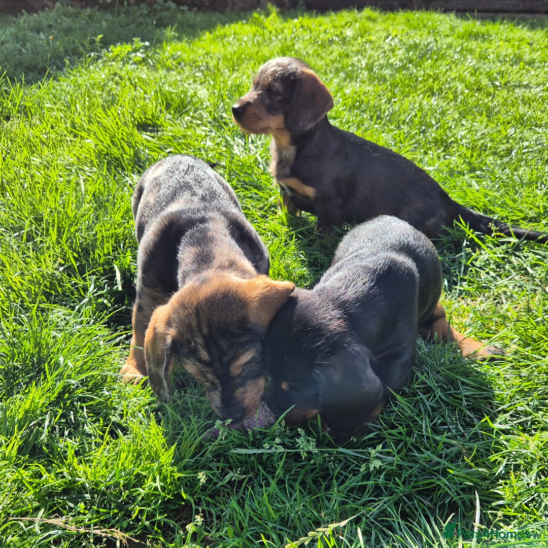 Mixed Breed dogs for sale: Wire Haired Daschund x Rottweiler  - Image 7