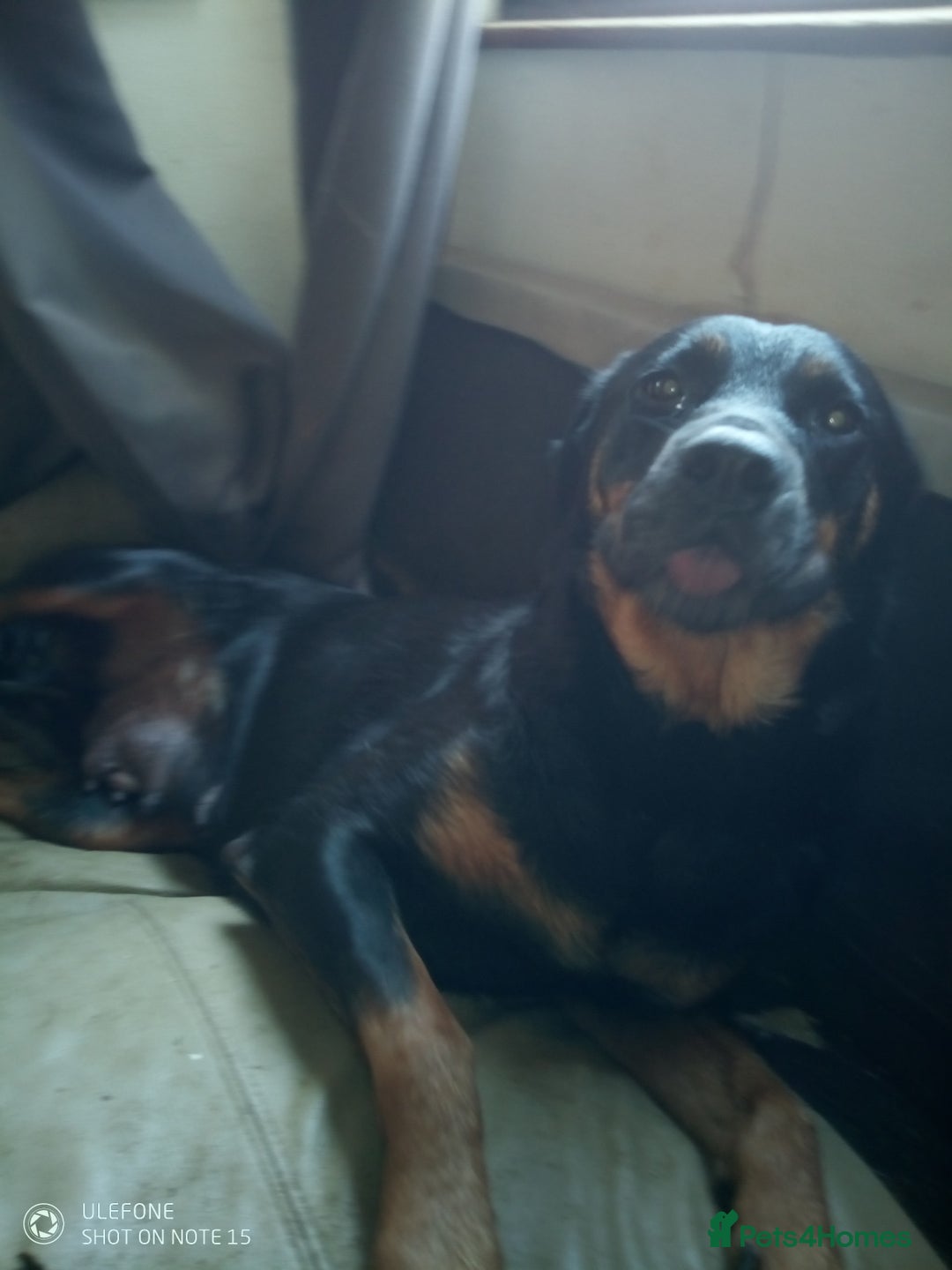 Rottweiler dogs for sale: Adult rottweiler for sale - Image 3