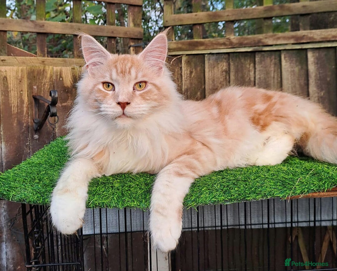 Mixed Breed cats for sale: Long Haired Maine Coon Type Kittens Mixed Breed :) - Image 7