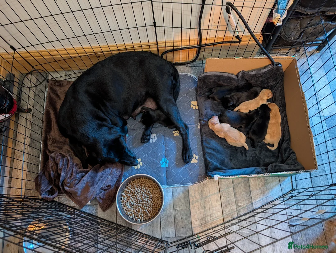 Mixed Breed dogs for sale: Beautiful Labrador x Chow Chow puppies - Advert 1