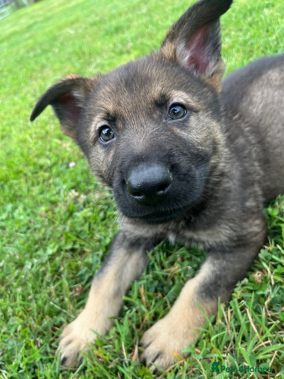 German Shepherd dogs for sale: German Shepherd Pups  - Image 25