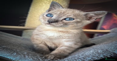 Bengal cats - Advert 1