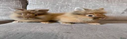 Lionhead rabbits for sale: Double mained lion head rabbits  - Advert 3